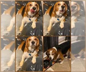 Medium Photo #1 Beagle-Unknown Mix Puppy For Sale in Woodbridge, VA, USA