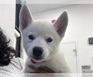 Siberian Husky Dogs for adoption in Redwood City, CA, USA
