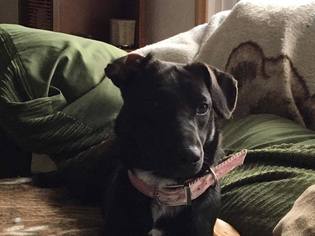 Labrador Retriever Dogs for adoption in Lawton, OK, USA
