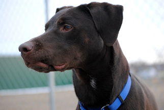 German Shorthaired Pointer Dogs for adoption in Fargo, ND, USA