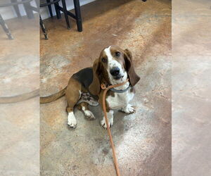 Basset Hound Dogs for adoption in Bolivar, MO, USA