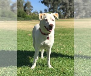 Carolina Dog Dogs for adoption in Corona, CA, USA