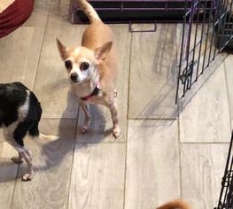 Chihuahua Dogs for adoption in Tenafly, NJ, USA