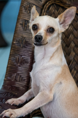 Chihuahua Dogs for adoption in Miami, FL, USA