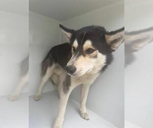 Huskies -Unknown Mix Dogs for adoption in Houston, TX, USA