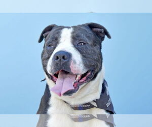 American Pit Bull Terrier Dogs for adoption in Pasadena, CA, USA