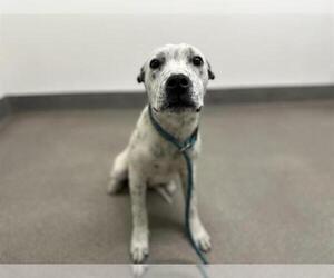 Staffordshire Bull Terrier-Unknown Mix Dogs for adoption in HESPERIA, CA, USA