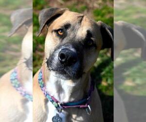 Black Mouth Cur-Unknown Mix Dogs for adoption in Alexandria, VA, USA