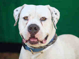 American Bulldog Dogs for adoption in Downey, CA, USA