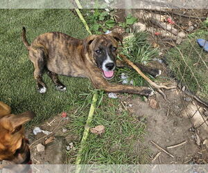 Mutt Dogs for adoption in Tracy City, TN, USA