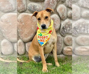 Labrador Retriever-Unknown Mix Dogs for adoption in Sandy, UT, USA