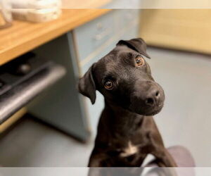 Mutt Dogs for adoption in Denver, CO, USA