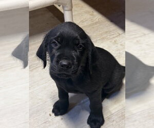 Golden Retriever-Unknown Mix Dogs for adoption in Bolivar, MO, USA