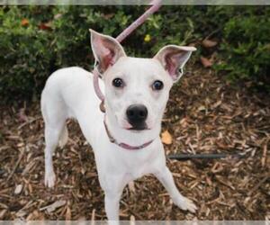 Basenji-Jack Russell Terrier Mix Dogs for adoption in El Cajon, CA, USA