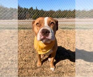 American Pit Bull Terrier-Unknown Mix Dogs for adoption in Oklahoma City, OK, USA