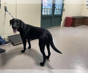 Labrador Retriever Dogs for adoption in Pasadena, CA, USA