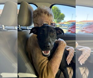 Labrador Retriever-Unknown Mix Dogs for adoption in San Diego, CA, USA