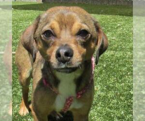 Beagle Dogs for adoption in Pleasanton, CA, USA