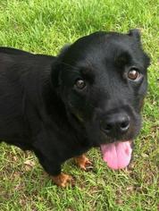 Rottweiler Dogs for adoption in Tallahassee, FL, USA