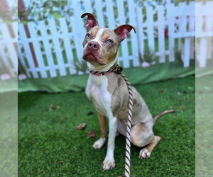 Mutt Dogs for adoption in Long Beach, CA, USA