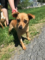 Chihuahua Dogs for adoption in Lewisburg, WV, USA