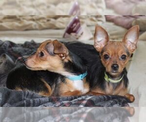 Chihuahua Dogs for adoption in Hudson, NY, USA