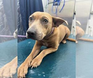 American Bulldog-Unknown Mix Dogs for adoption in Mobile, AL, USA