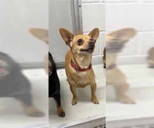 Chihuahua Dogs for adoption in Temple, TX, USA