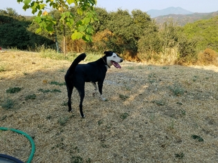Border Collie-Unknown Mix Dogs for adoption in Lakeport, CA, USA
