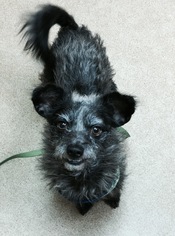 Medium Photo #1 Cairn Terrier-Unknown Mix Puppy For Sale in McKinney, TX, USA