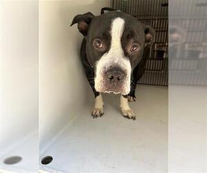American Pit Bull Terrier-Unknown Mix Dogs for adoption in Houston, TX, USA