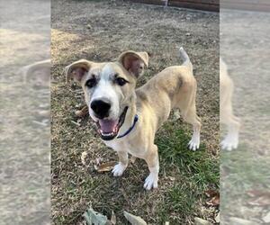 Anatolian Shepherd-Unknown Mix Dogs for adoption in Plano, TX, USA