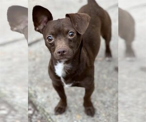 Chiweenie Dogs for adoption in Ocean Springs, MS, USA