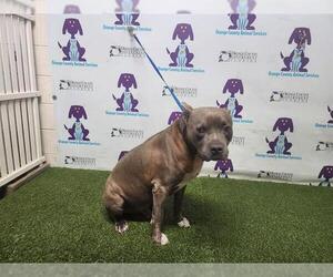 American Pit Bull Terrier-Unknown Mix Dogs for adoption in Orlando, FL, USA