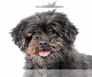 Shih Tzu Dogs for adoption in Fort Collins, CO, USA