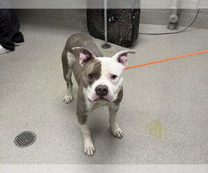American Pit Bull Terrier-Unknown Mix Dogs for adoption in Las Vegas, NV, USA