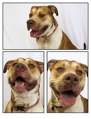 American Bulldog Dogs for adoption in Canon City, CO, USA
