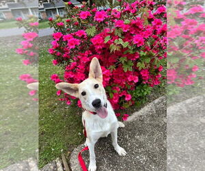 Collie-Unknown Mix Dogs for adoption in Woodbury, NY, USA
