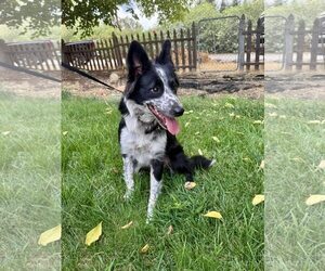 Border Collie-Unknown Mix Dogs for adoption in Paso Robles, CA, USA