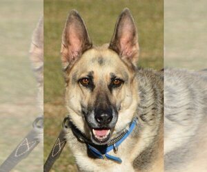 German Shepherd Dog Dogs for adoption in Phoenix, AZ, USA