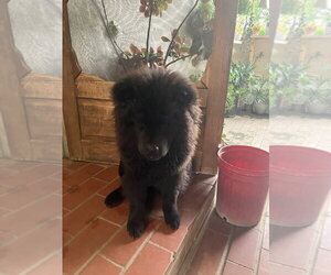 Chow Chow Dogs for adoption in Dana Point, CA, USA