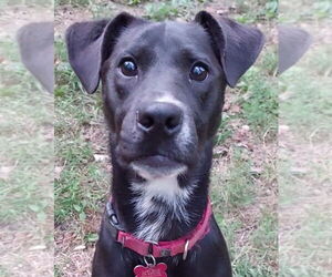Labrador Retriever-Unknown Mix Dogs for adoption in Boston, MA, USA