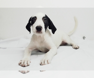 American Bulldog-Labrador Retriever Mix Dogs for adoption in Chicago, IL, USA