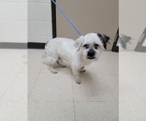 Mutt Dogs for adoption in Mooresville, NC, USA