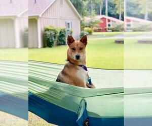 Australian Shepherd-Carolina Dog Mix Dogs for adoption in Fayetteville, GA, USA