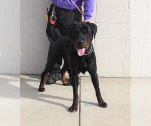 Rottweiler Dogs for adoption in Louisville, KY, USA