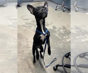Faux Frenchbo Bulldog Dogs for adoption in Tallahassee, FL, USA