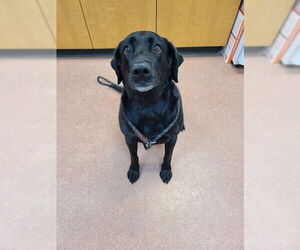 Labrador Retriever Dogs for adoption in Ogden, UT, USA