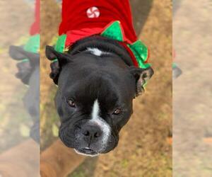 Free-Lance Bulldog Dogs for adoption in Los Banos, CA, USA