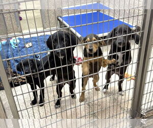 Mutt Dogs for adoption in Martinsburg, WV, USA